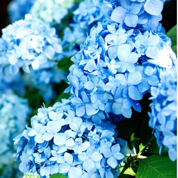 Meet your Posher, Ella - Picture 1 of 1